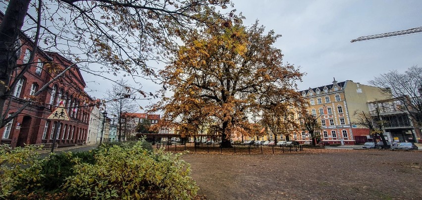 Leszno. Plac Jana Metziga w jesiennej odsłonie. 150-letni dąb Bolek prezentuje się pięknie w złotej oprawie [ZDJĘCIA]