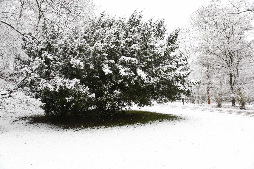 Zima w krakowskim Parku Bednarskiego. Pierwsze opady śniegu...
