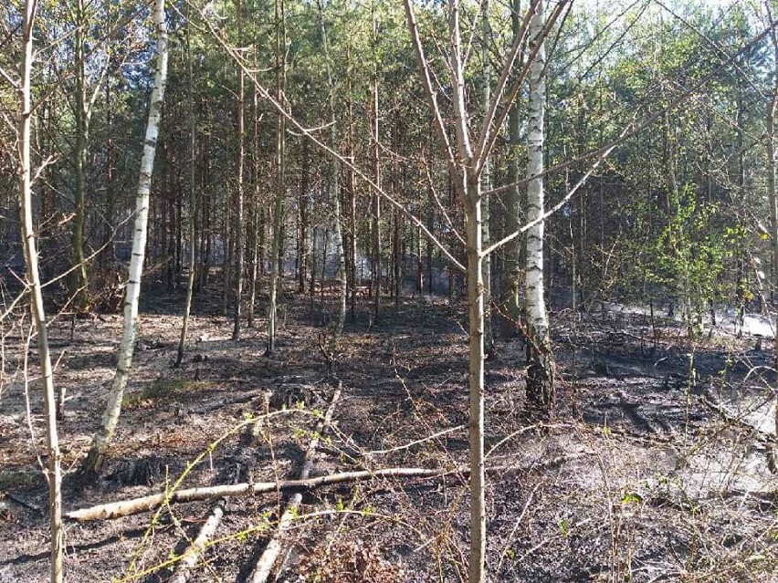 POWIAT WSCHOWSKI. 27. 04. 2020 w okolicach Krążkowa palił się las. Akcja gaśnicza  trwała blisko sześć godzin  [ NOWE ZDJĘCIA] 