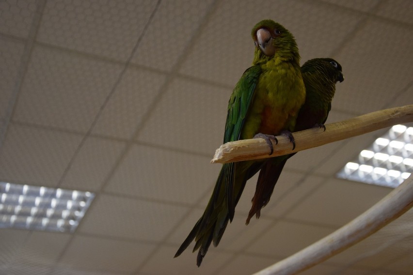 Papugarnia działa na gdańskim Suchaninie
