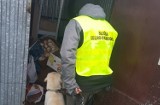 Labrador Ares z Izby Skarbowej namierzył kontrabandę na targowisku w Bełchatowie