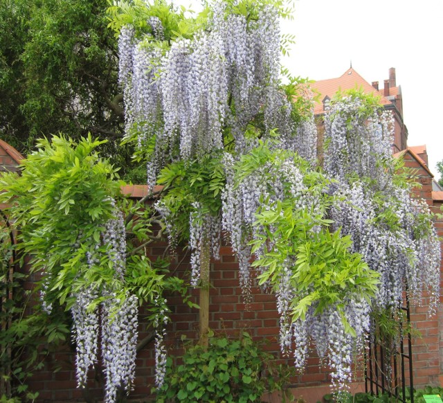 Wisteria floribunda „Macrobotrys” to jedno z najpiękniejszych pnączy