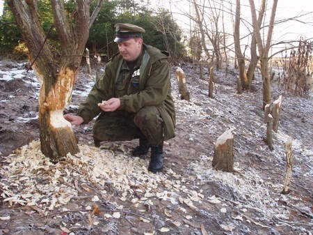 Waldemar Lenart, strażnik leśny z Nadleśnictwa Lębork stwierdził, że na podgryzionym ukośnie pniu od razu widać robotę bobrów.