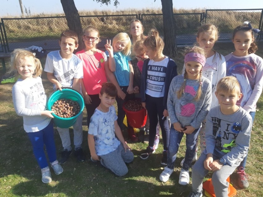 Zbiórka kasztanów i żołędzi dla zwierzyny leśnej w Szkole Podstawowej w Zakrzynie