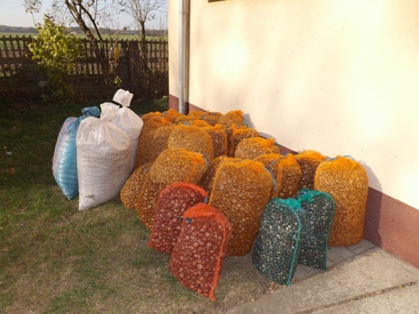 Zbiórka kasztanów i żołędzi dla zwierzyny leśnej w Szkole Podstawowej w Zakrzynie