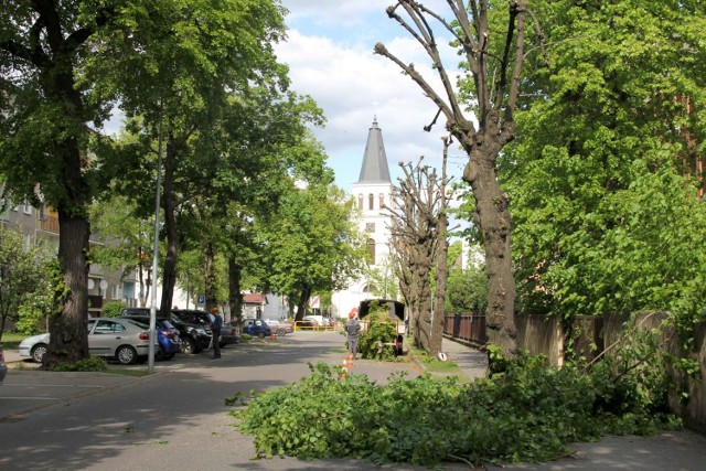 W ostatnich dniach w gminie Międzychód przycięto kilkanaście drzew. M.in. 10 lip na ulicy Szpitalnej (maj 2019).