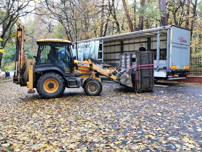 Gołuchowski żubr wyjechał do nowego domu. Zobaczcie jak wyglądał transport. ZDJĘCIA