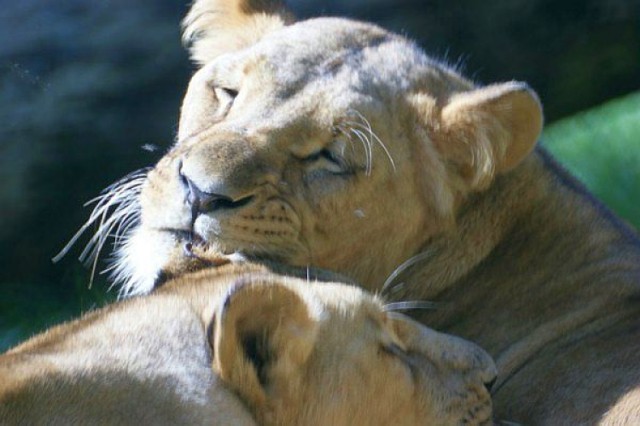 zoo wrocław