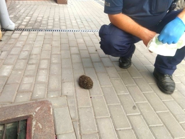 Policjant z jeżem wyratowanym ze studzienki