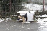 W Opolu pies zamieszkał na ulicy, bo nie miał innego wyjścia