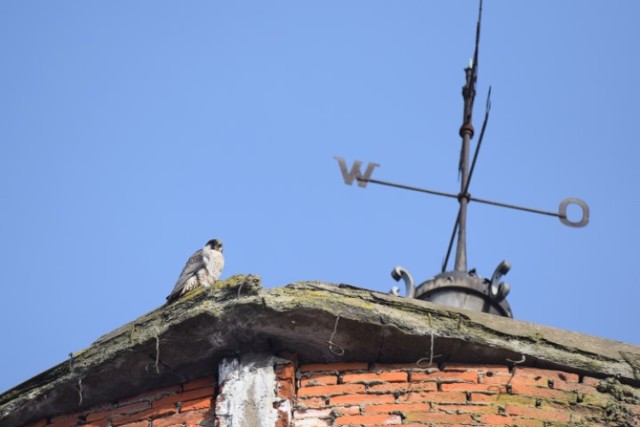 W Nowym Dworze Gdańskim rezyduje sokół wędrowny. To przyrodnicza sensacja, bo ptak ten występuje w Polsce bardzo rzadko. Doliczono się zaledwie kilkunastu par. Ptaka wypatrzył jeden z naszych Czytelników.