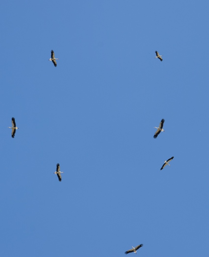 Rodzinne loty bocianów w okolicy Wysokiej. Młode bociany wylatują na pierwsze loty [ZDJĘCIA]