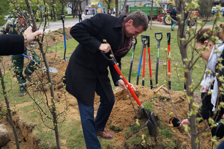 Zielona rewolucja w Mikołowie. 40 tys. drzew na 800-lecie miasta [ZDJĘCIA]