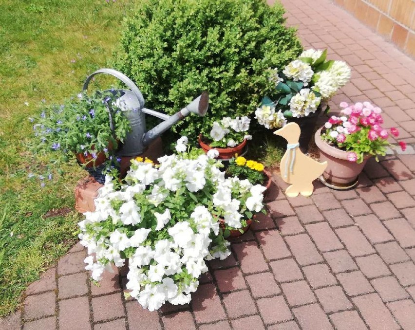 Seniorzy z gminy Wieluń pokazali swoje ogrody i balkony. Konkurs WDK rozstrzygnięty ZDJĘCIA