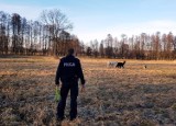 Policyjny pościg za... ślicznymi alpakami w gminie Oświęcim