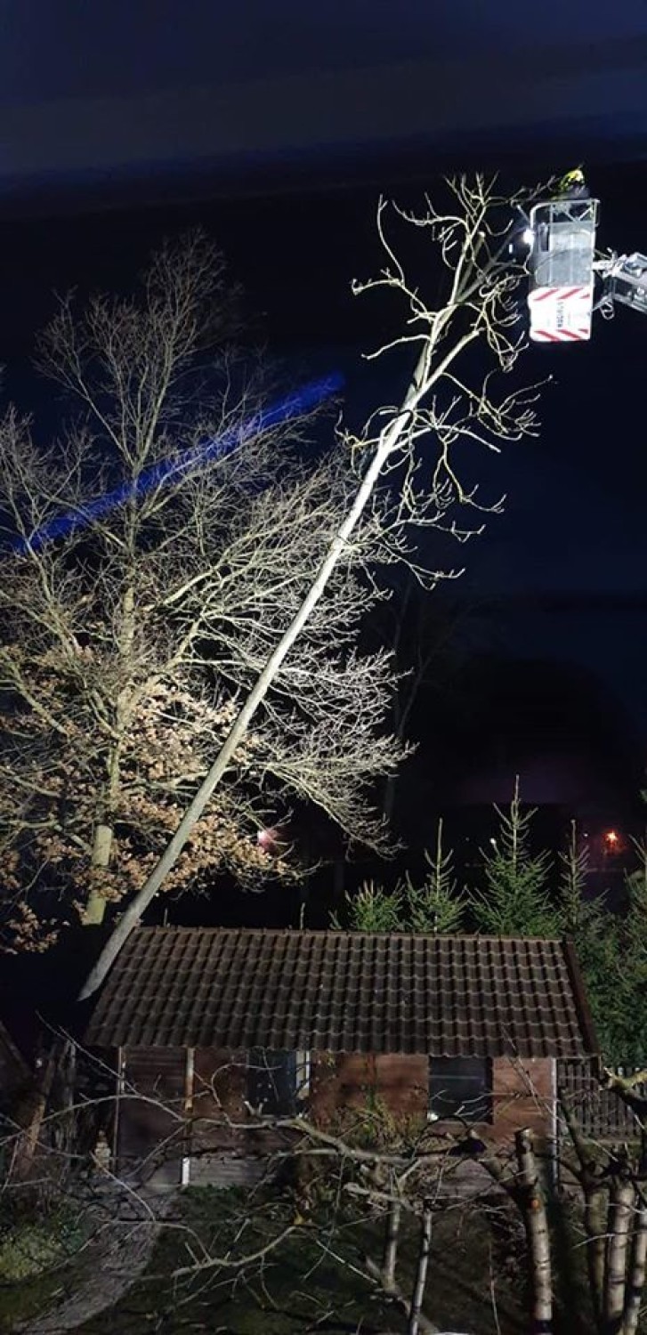Wichura w powiecie malborskim [ZDJĘCIA]. Strażacy usuwali powalone i nadłamane drzewa