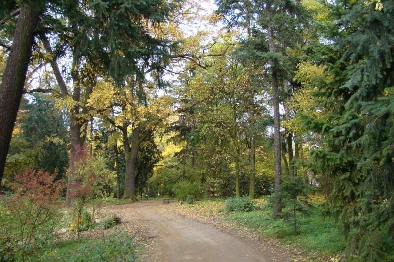 Gołuchów - park jesienią