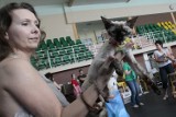 Kot Pomorza 2014 Puck - kocie piękności na konkursie Cat's Club Sopot