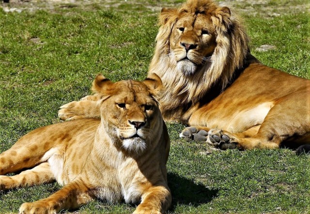 Obecnie w zamojskim ZOO przebywa para lwów: samiec i samica