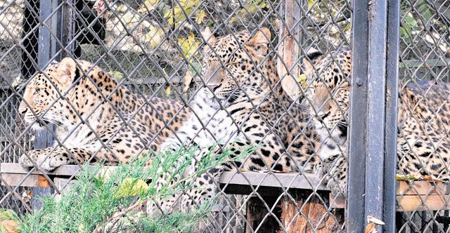 Birma, Balao i Buthan, rodzeństwo panter chińskich, jeszcze razem. Jednak wkrótce każde pojedzie do innego ogrodu zoologicznego.