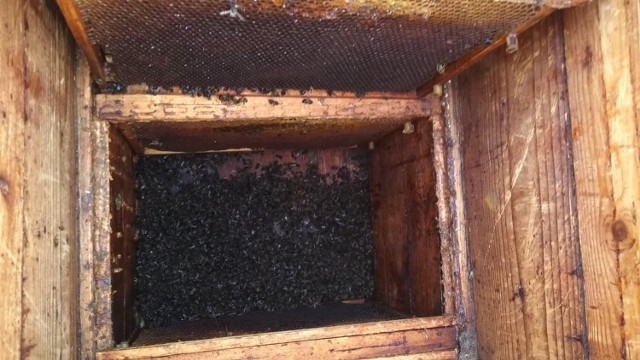 Środek ula z zatrutymi przez gaz pszczołami