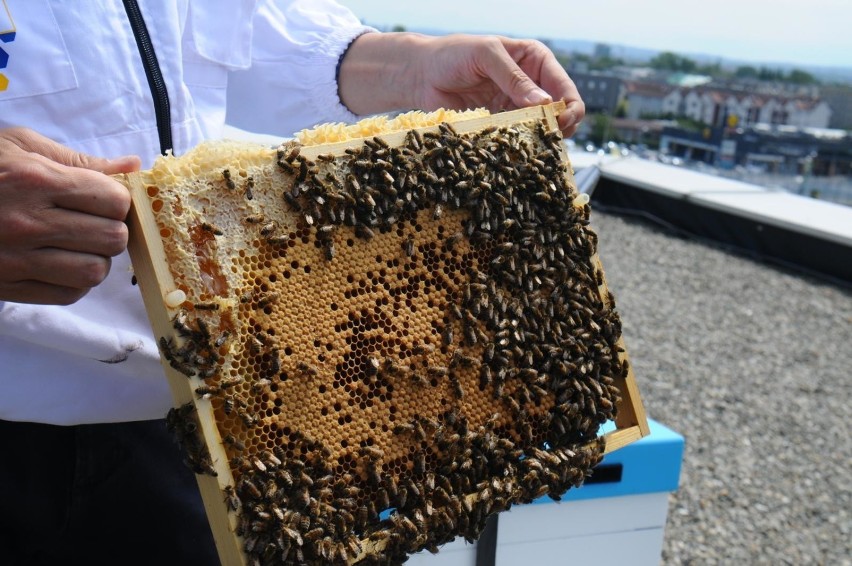 Zarząd miejscowego koła pszczelarskiego wyznaczył 3 tysiące...