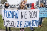 Poznań: Obrońcy praw zwierząt protestowali przeciw cyrkowi Korona