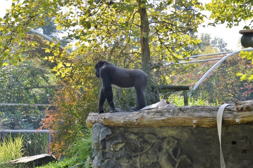 Zoo w Opolu znów jest otwarte, ale zwiedzanie odbywa się w...