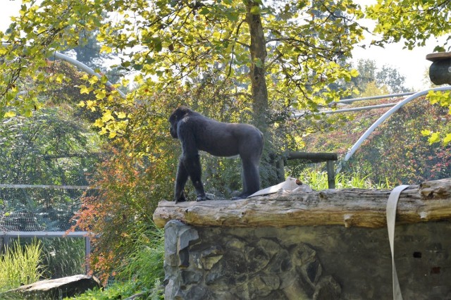 Zoo w Opolu znów jest otwarte, ale zwiedzanie odbywa się w ograniczonym zakresie.