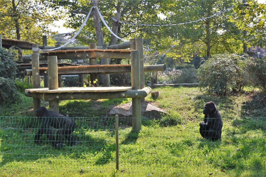 Zoo w Opolu znów jest otwarte, ale zwiedzanie odbywa się w...