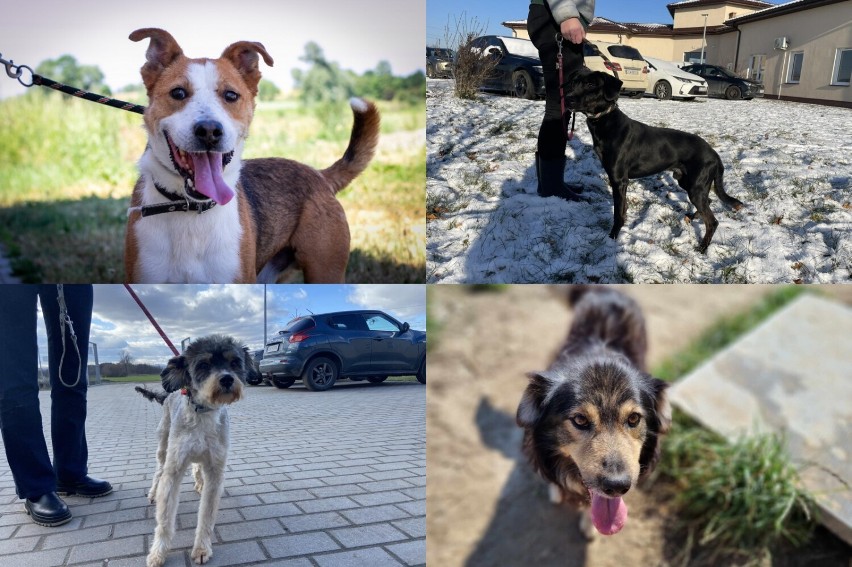 Psy do adopcji ze schroniska dla zwierząt w Świdnicy - cz....