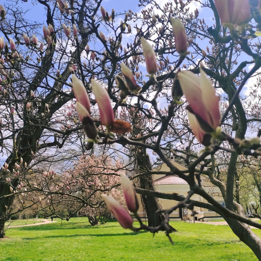 Wybierz się do Łańcuta, żeby w parku w okolicy zamku podziwiać przecudnie kwitnące magnolie