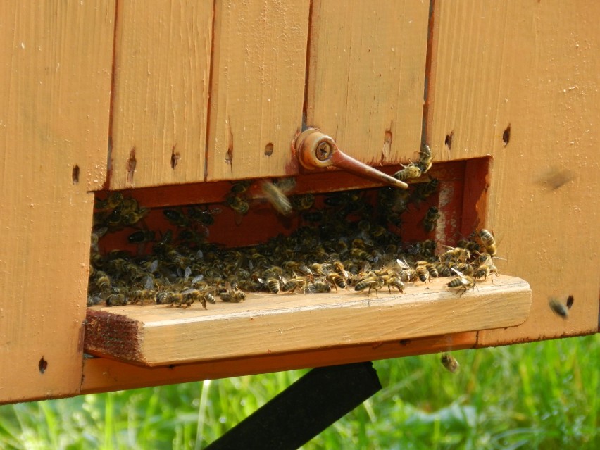 Rekowo Lęborskie. Zatruto pszczoły w 40 ulach! ZDJĘCIA