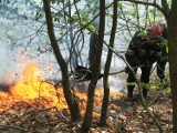 Ktoś podpala samochody w lasach koło Włocławka. Spłonęło już 7 hektarów