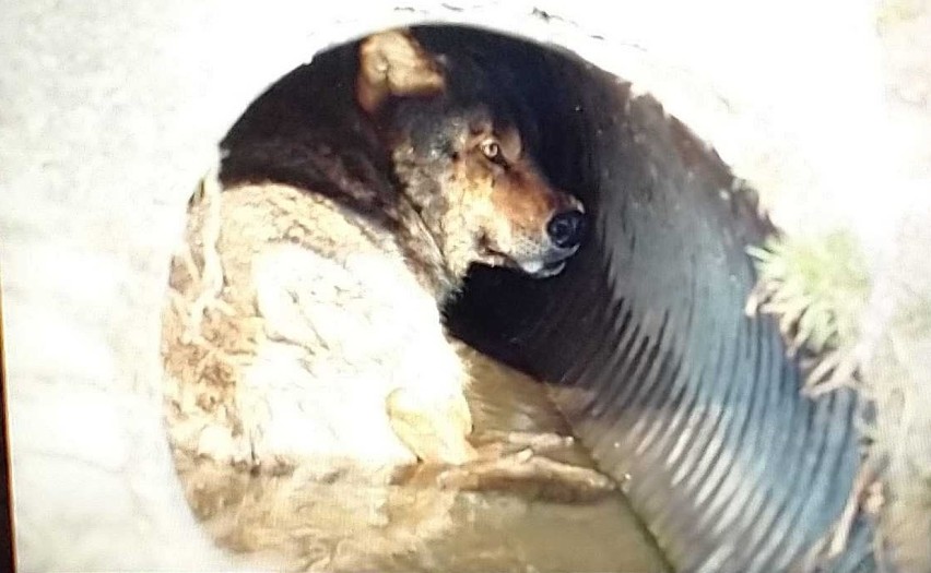 Ranny wilk w wypadku w Machowej. Trwa akcja ratunkowa