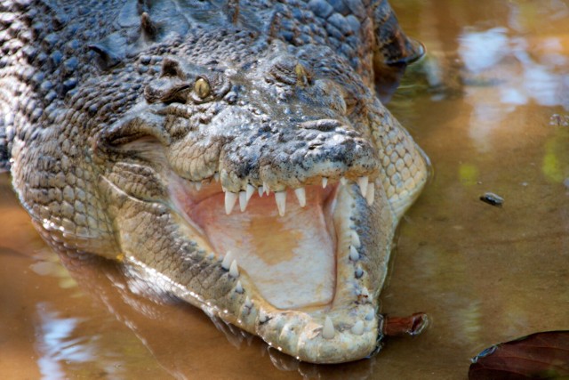 Wygrać z krokodylem pojedynek na zęby? Prawie niemożliwe, a jednak...