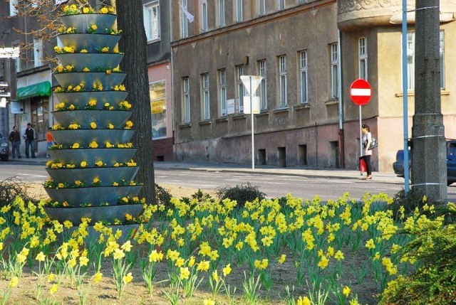 Żółto i wiosennie zrobiło się na skrzyżowaniu ul. Okrzei, Daszyńskiego, Boh. Getta i Warszawskiej