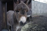 Nowe zoo - Maluchy i wielbłądzia księżniczka w Poznaniu [ZDJĘCIA]