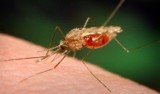 Katowice: plaga komarów. Pomimo licznych oprysków zanotowano wzrost aktywności uciążliwych owadów