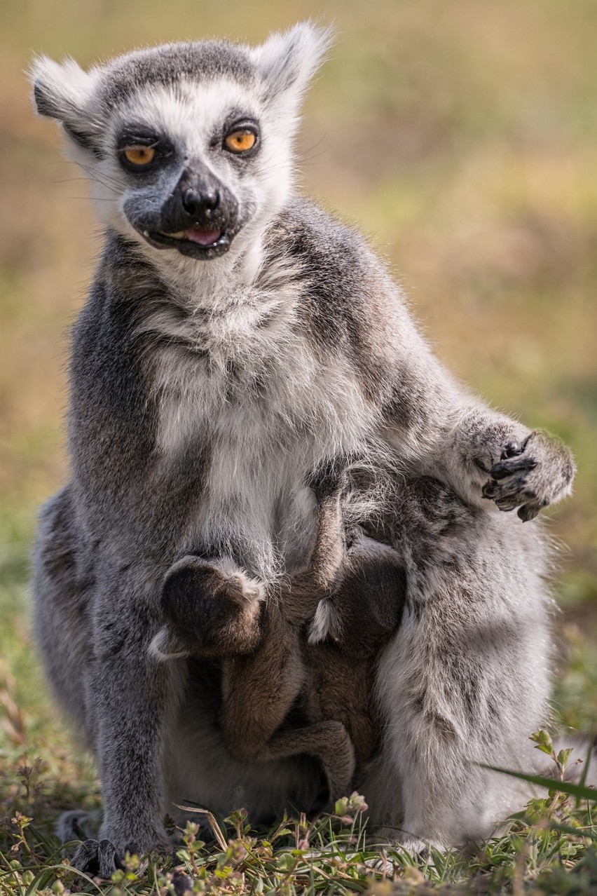 Lemur katta – ten endemiczny gatunek Madagaskaru był...
