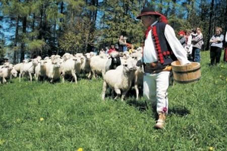 Baca Stanisław Majewski wyprowadza owce na halę. MARIANNA LACH