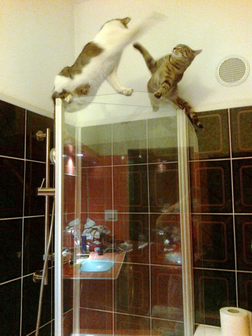 Dzisiaj dzień kota - Gaga i Alehandro walczą na kabinie prysznicowej