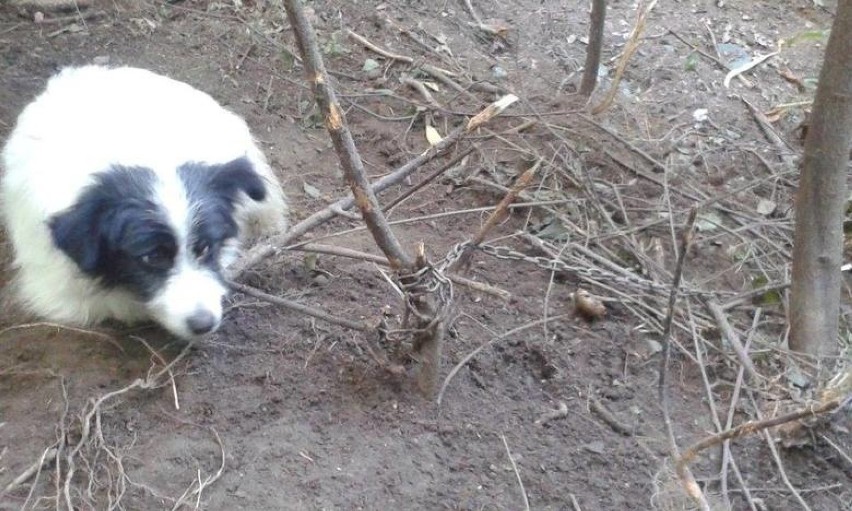Psa uwiązanego do drzewa w sierpniu 2016 roku zauważył...