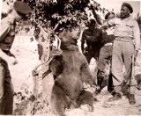 Zoo Poznań: Kapral Wojtek - Niezwykły niedźwiedź ma swój pomnik