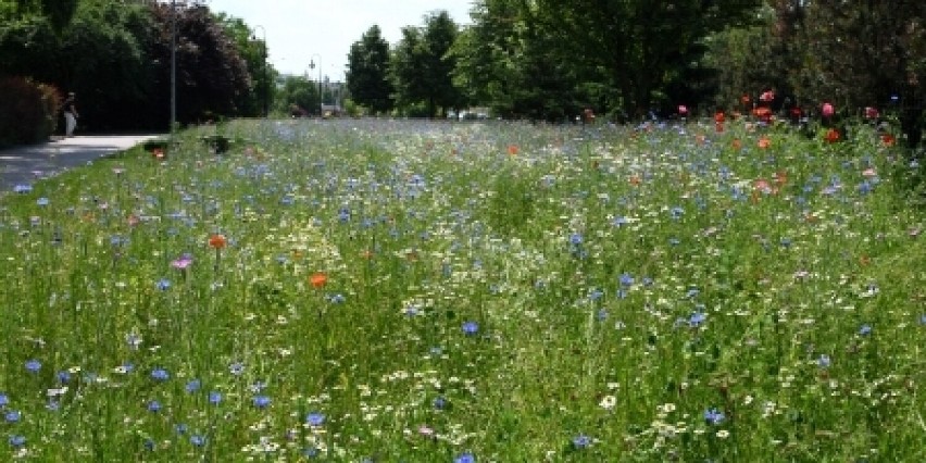 Kwietna łąka w Piotrkowie, czerwiec 2021