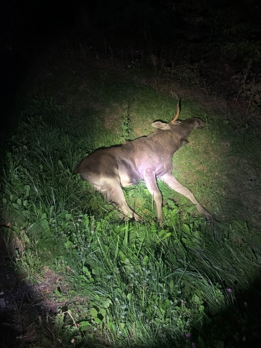 W Ważnych Młynach łoś wbiegł wprost pod jadący samochód