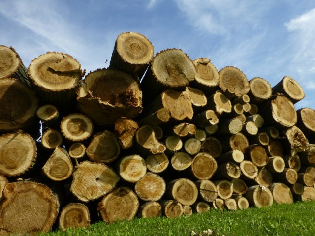Mundurowi odzyskali część drewna.