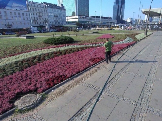 Warszawa cała w kwiatach. Przybędzie ponad 30 tysięcy roślin