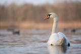 Gm. Nowy Staw. Martwy łabędź znaleziony w Świętej. Próbki zostaną przebadane w Puławach