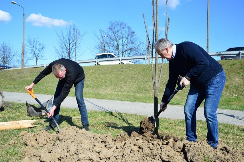 Cała Polska sadzi drzewa. Dwa graby stanęły za Urzędem Miejskim [ZDJĘCIA]